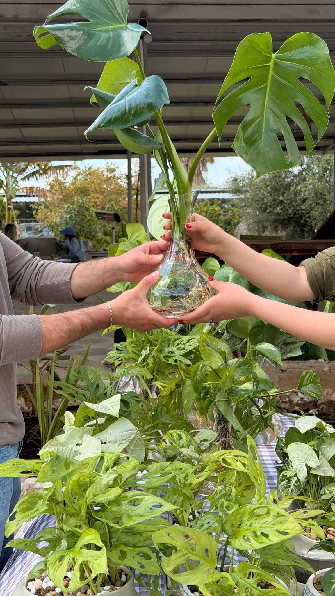מונסטרה הידרופונית בצנצנת זכוכית