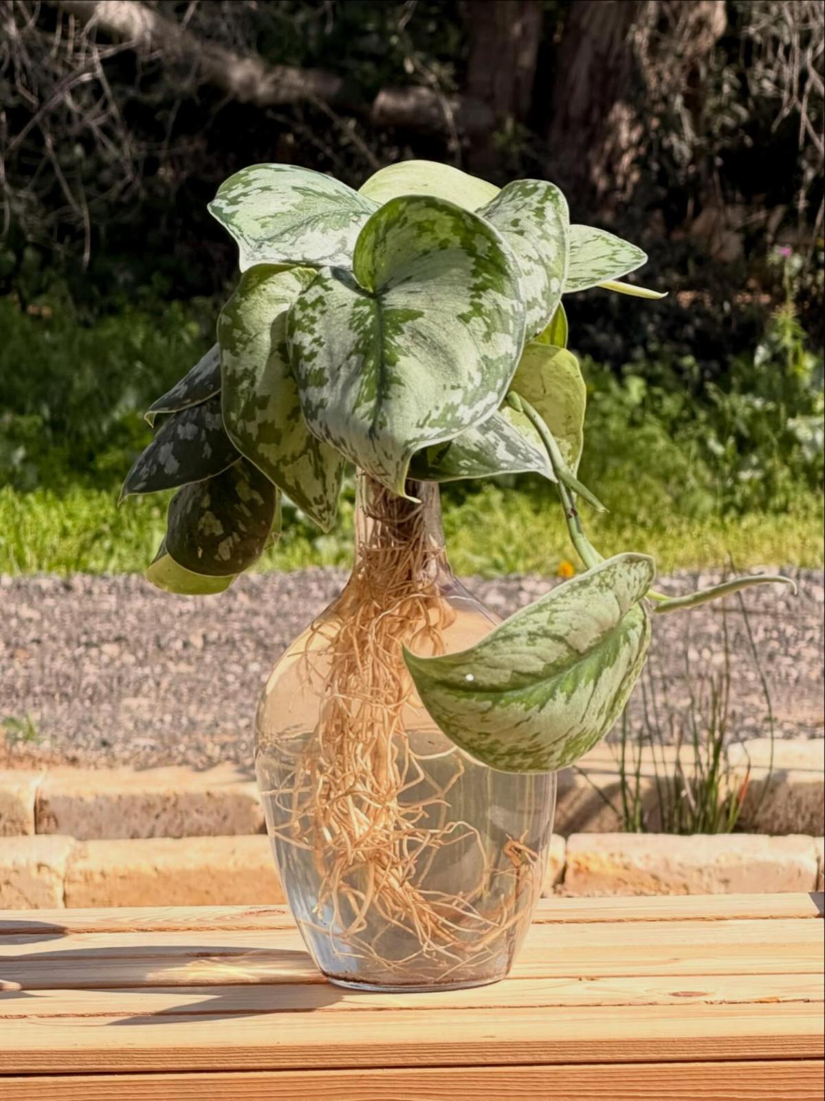 פיקטוס בכלי הידרופוני M