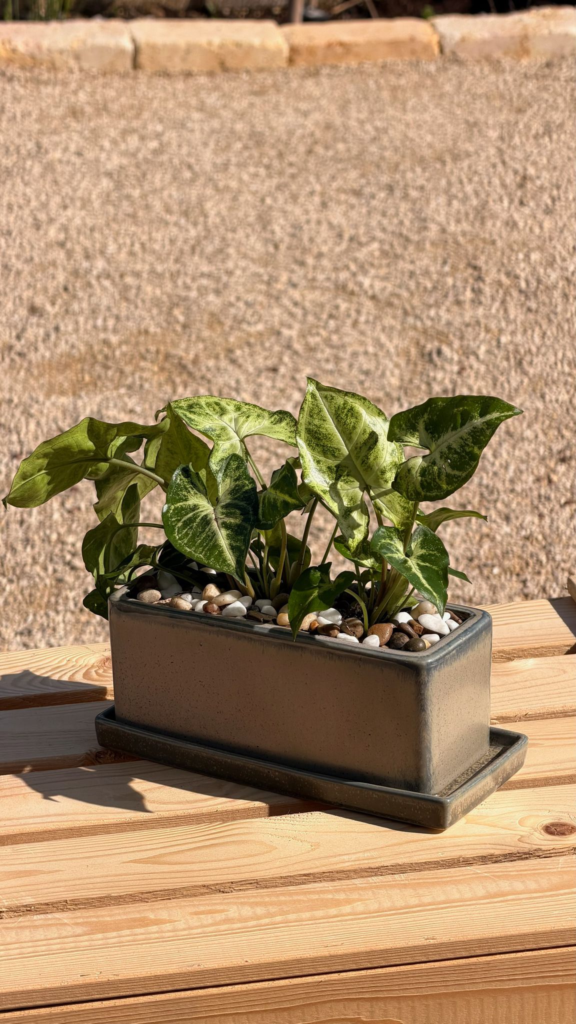 סינגוניום בכלי אובלי S