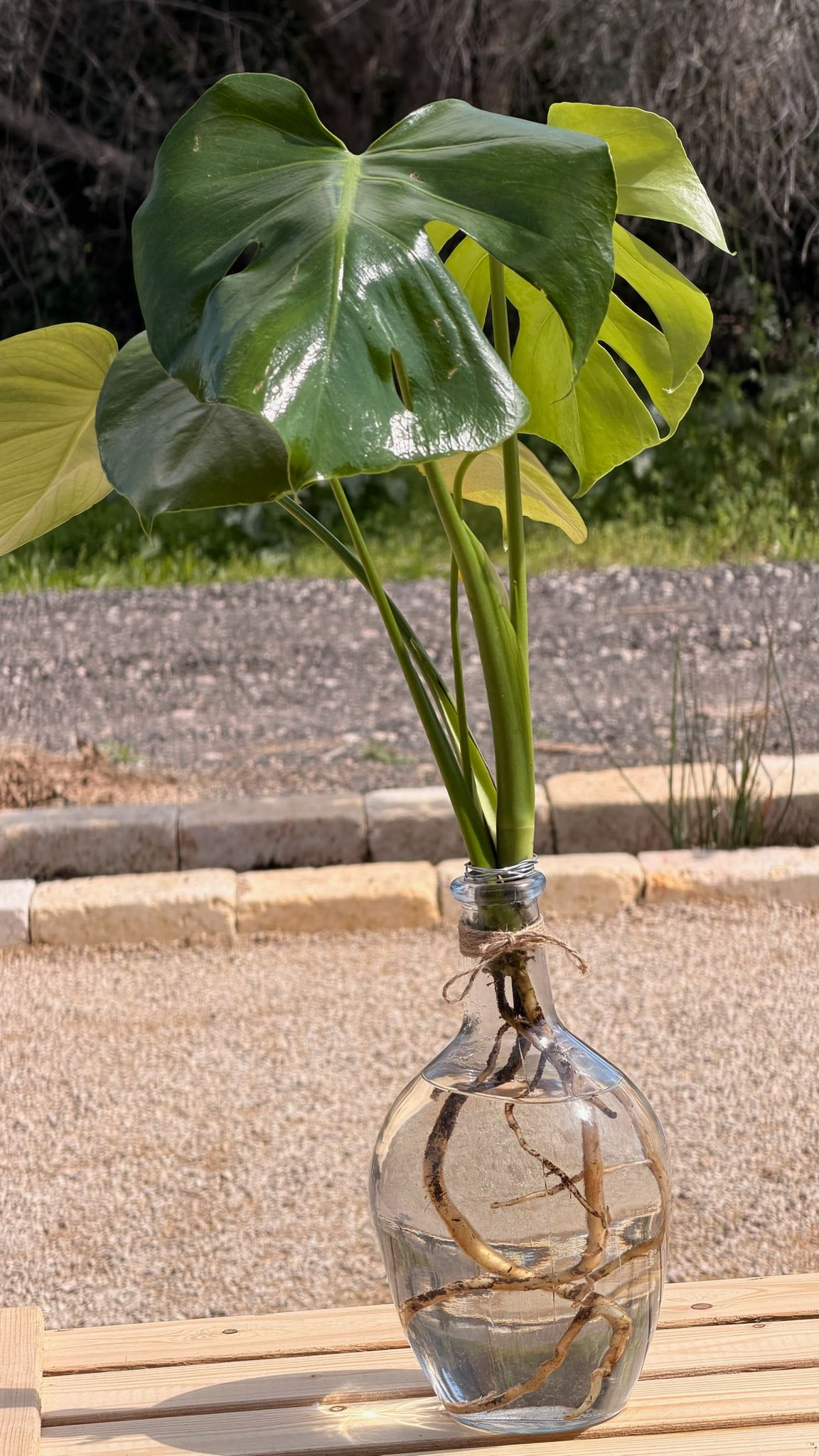 מונסטרה בכלי הידרופוני M