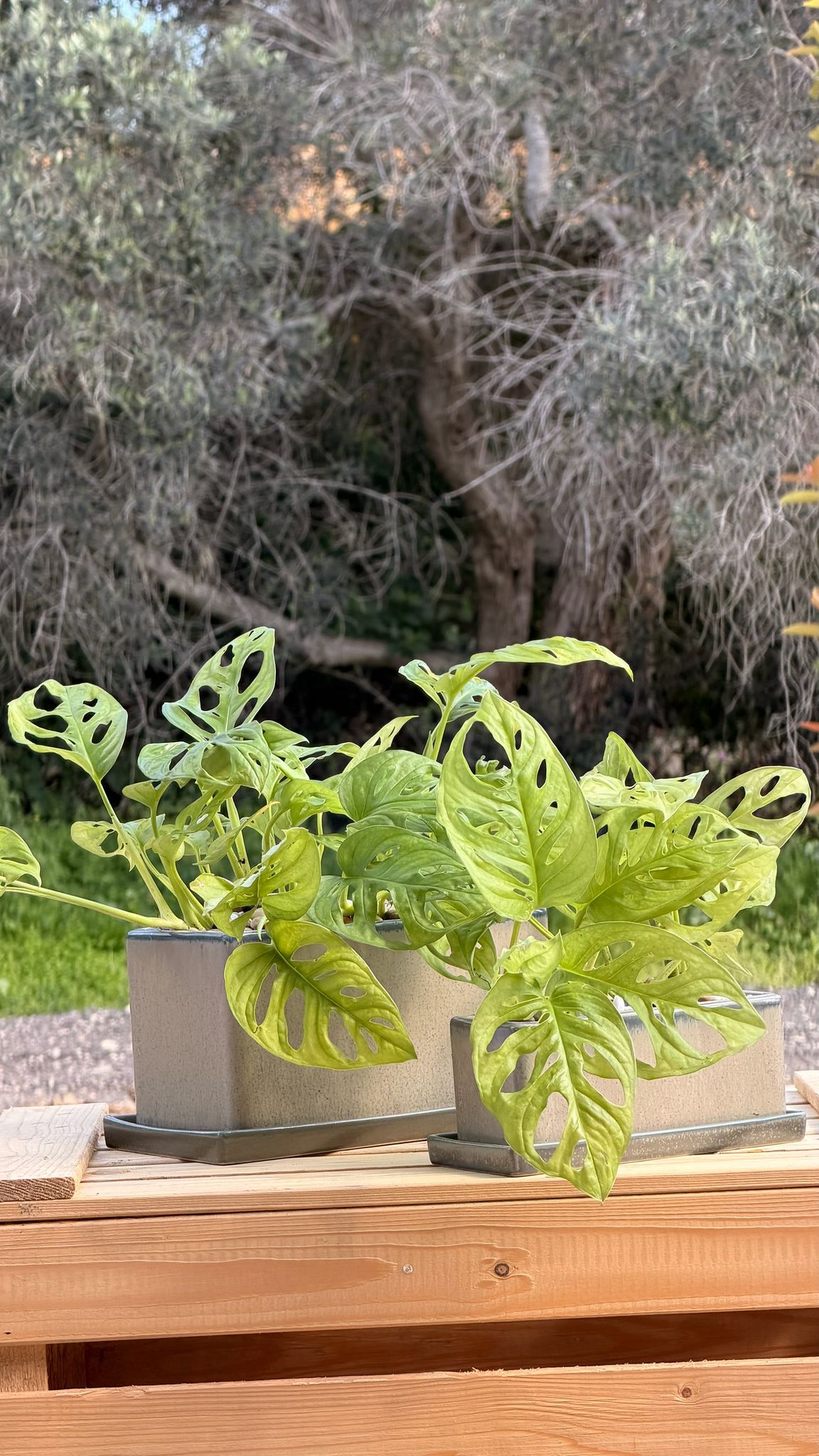 מונסטרה מאנקי בכלי אובלי S וL