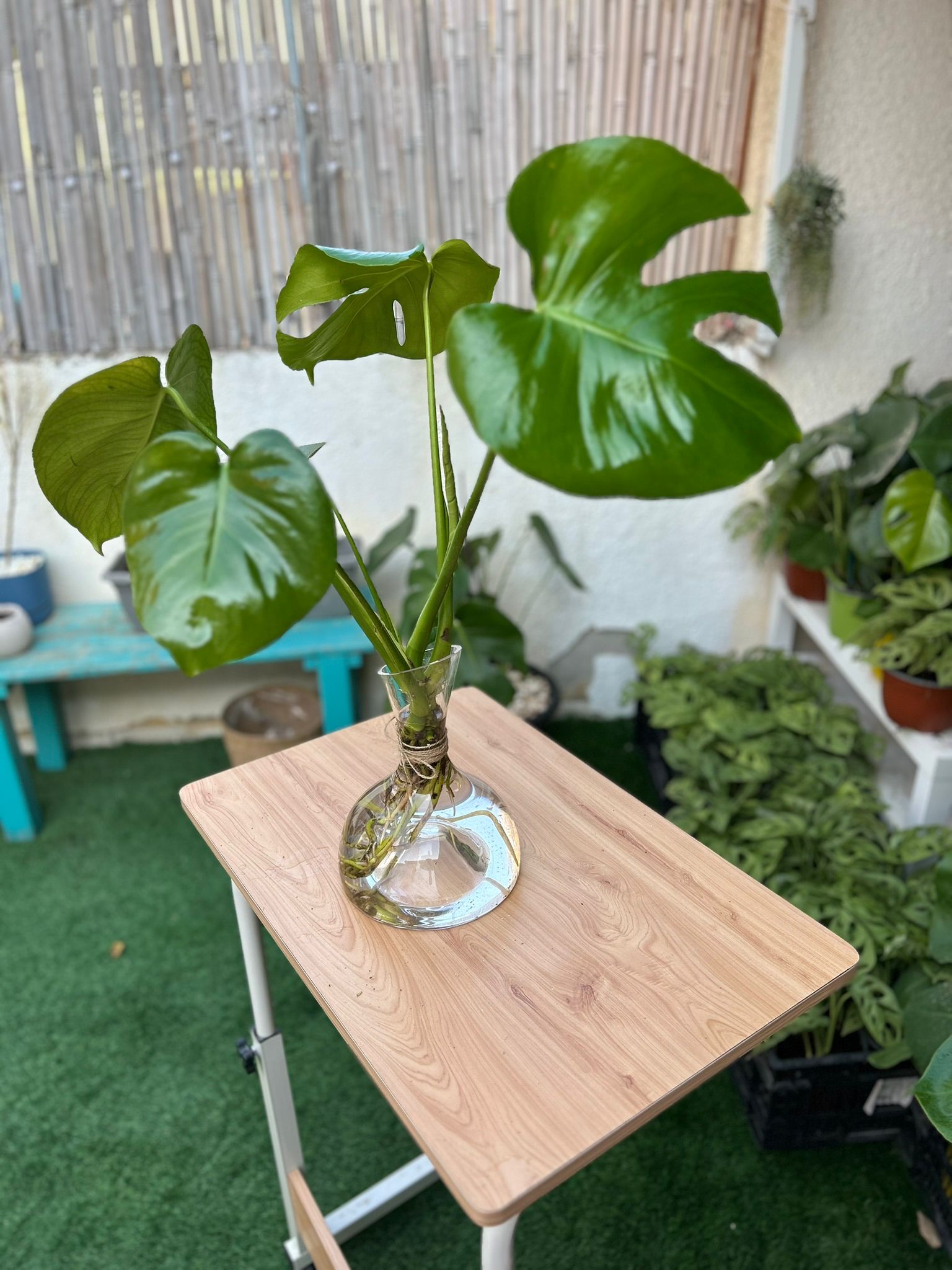 מונסטרה בכלי הידרופוני L