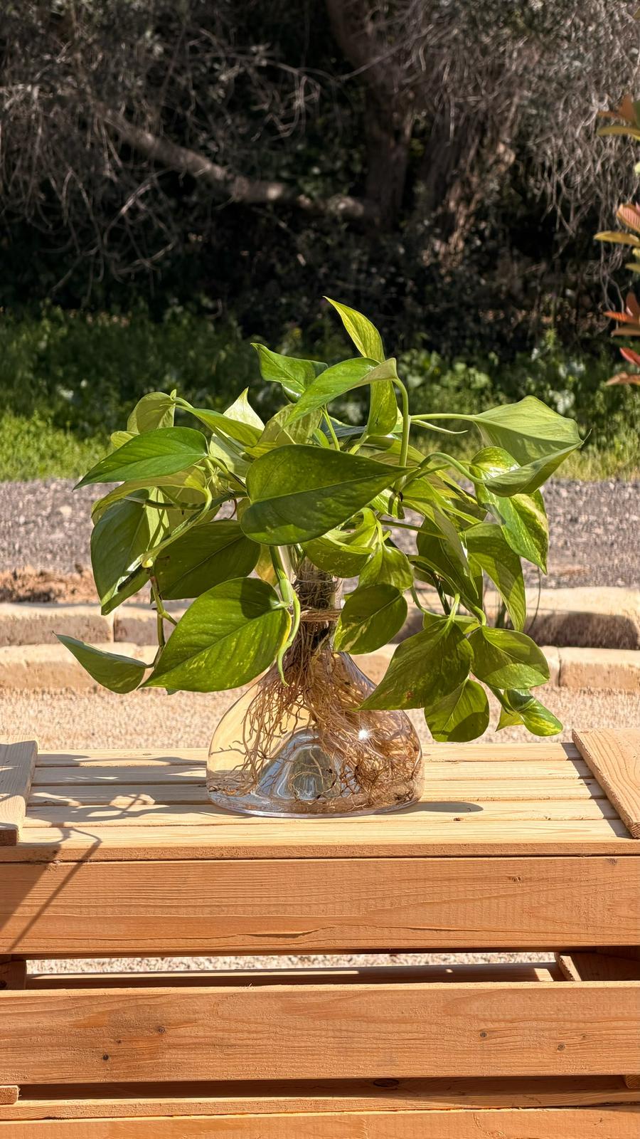 פוטוס זהוב בכלי הידרופוני L