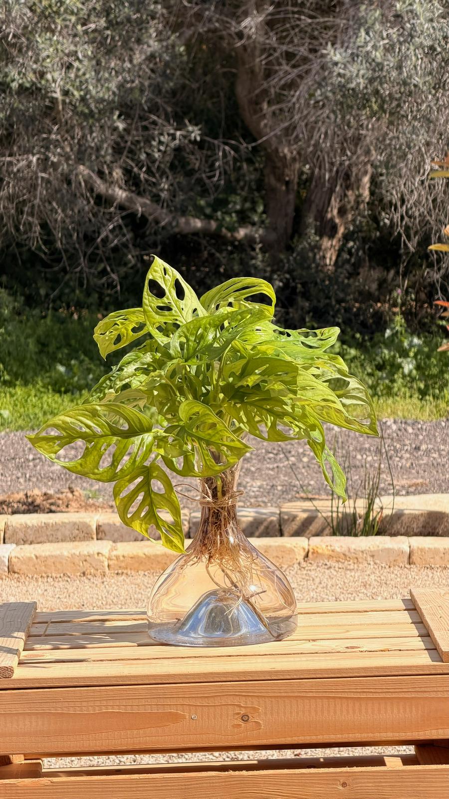 מונסטרה מאנקי בכלי הידרופוני L