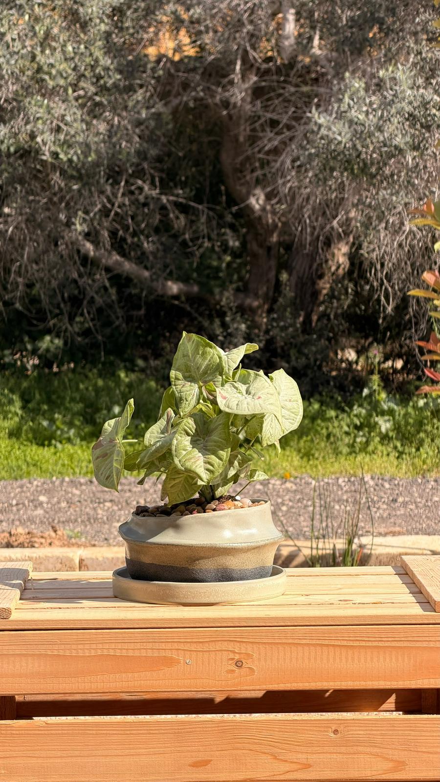 סינגוניום מילק קונפטי בקערה א-סימטרית