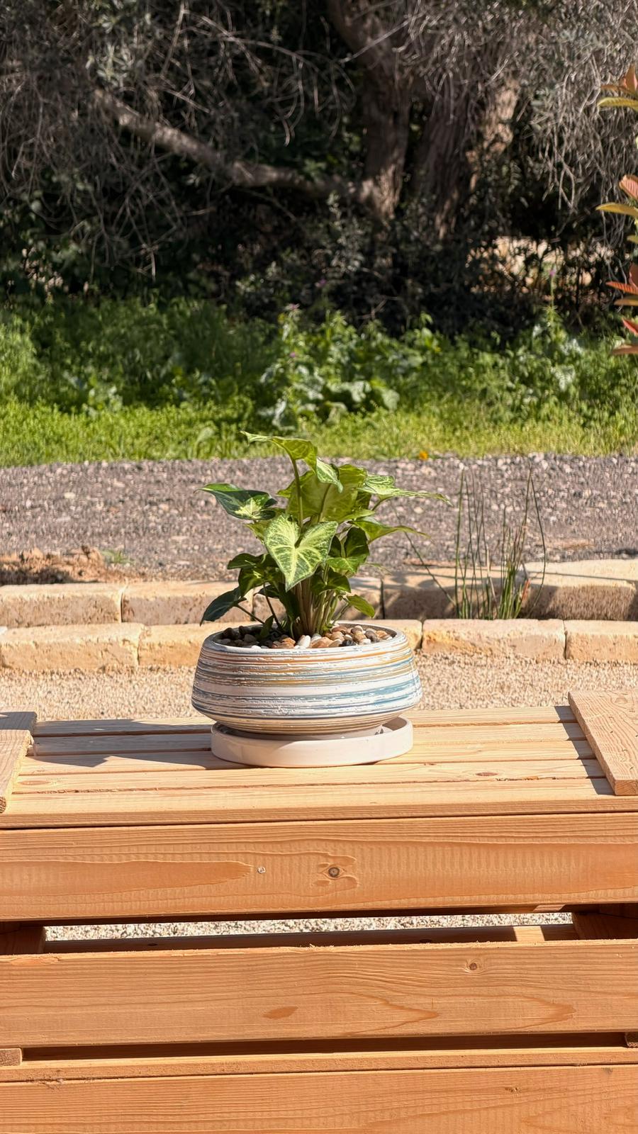 סינגוניום בקערה צבעונית S