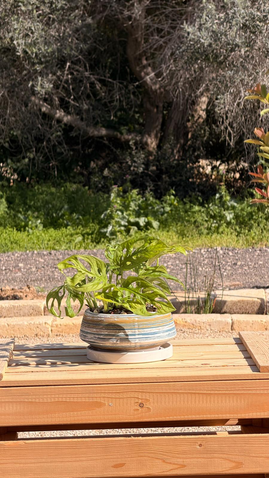 מונסטרה מאנקי בקערה צבעונית S