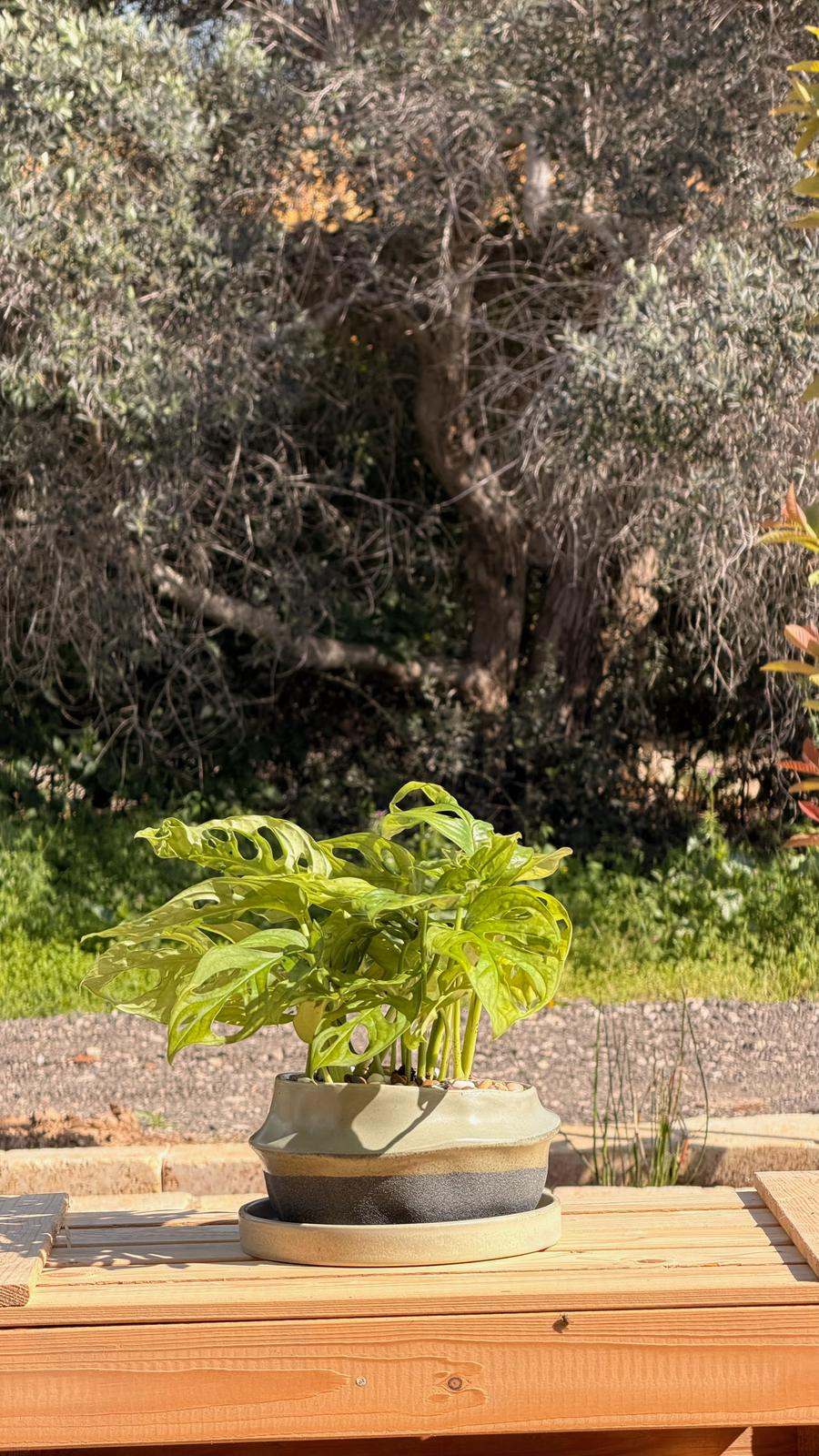מונסטרה מאנקי בקערה א-סימטרית