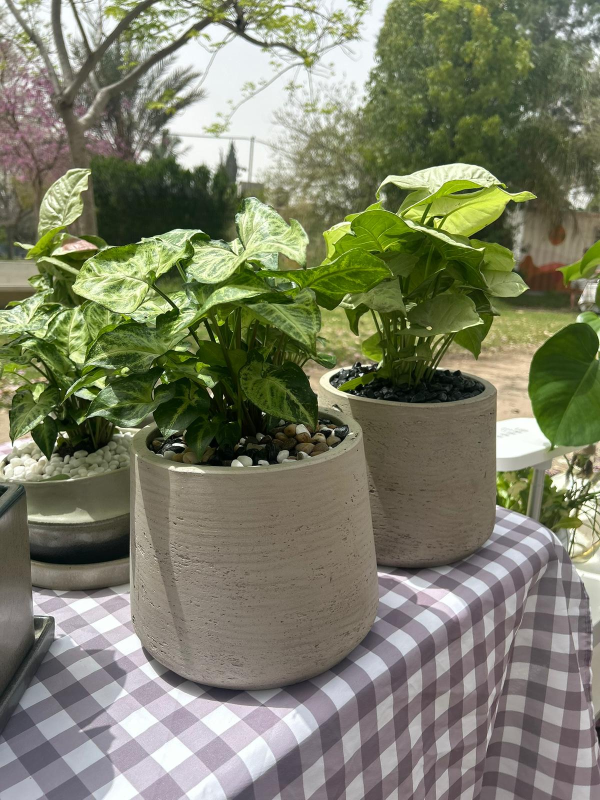 סינגוניום בכלי בטון L