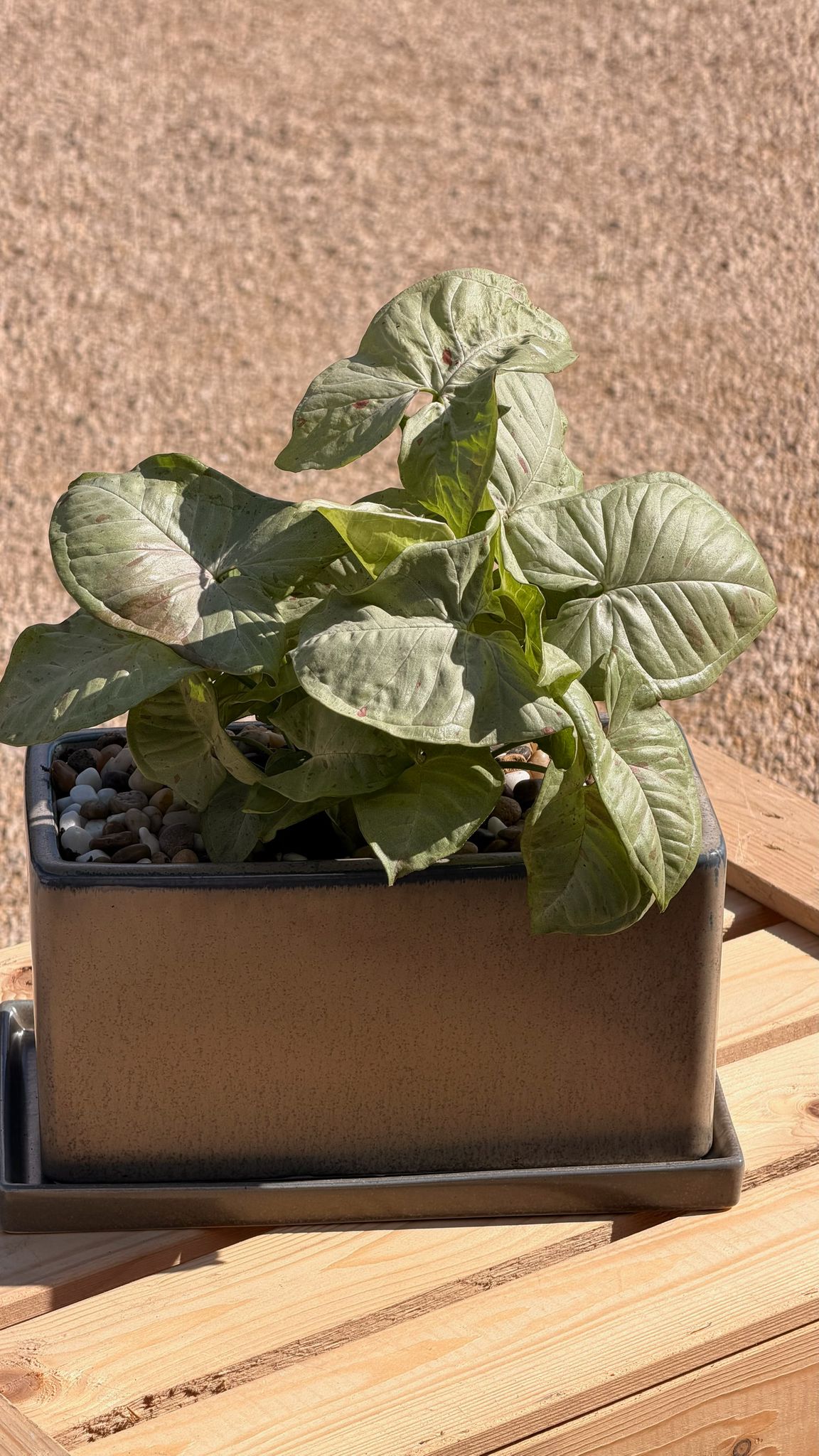 סינגוניום מילק קונפטי בכלי אובלי L